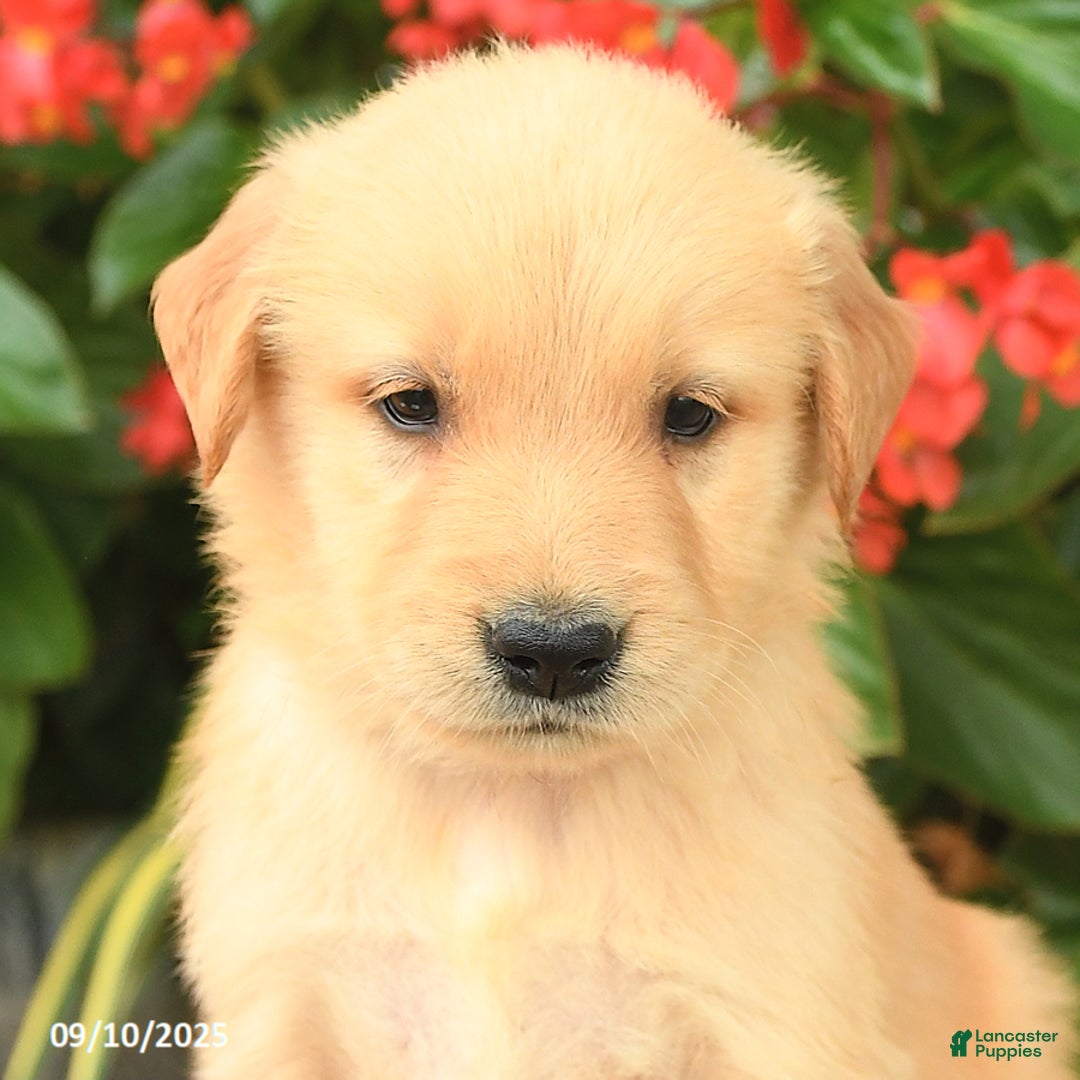 Golden Retriever dogs for sale: Tag - Ad 3