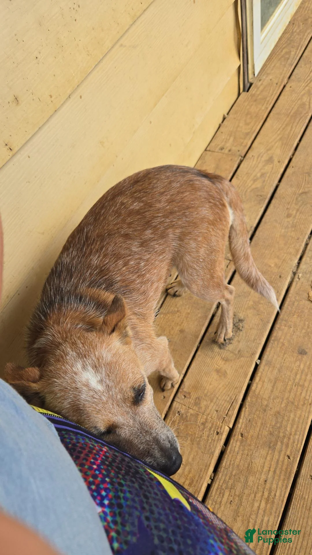 Mixed Breed dogs for sale: Female #1 - Ad 3