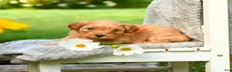 Cavapoo dogs for sale: Orange - Ad 4