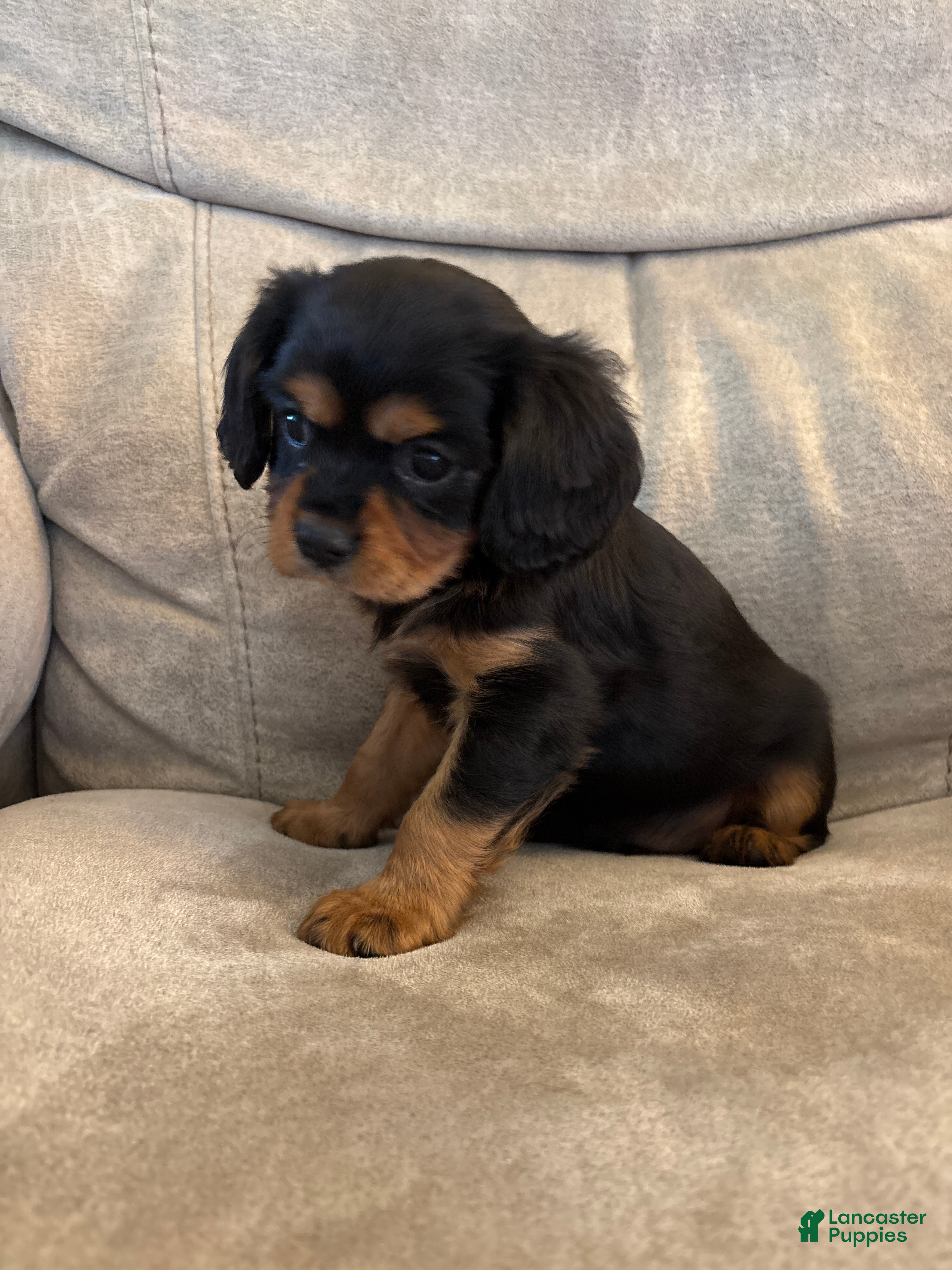 Mixed Breed dogs Bennett  - Ad 2