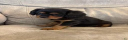 Mixed Breed dogs for sale: Bennett  - Ad 2