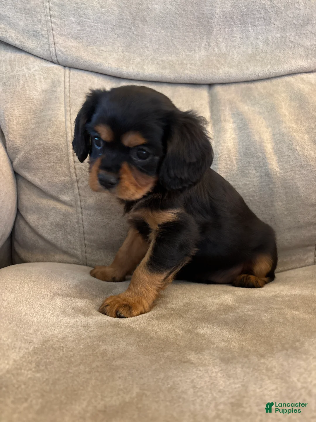 Mixed Breed dogs for sale: Bennett  - Ad 2