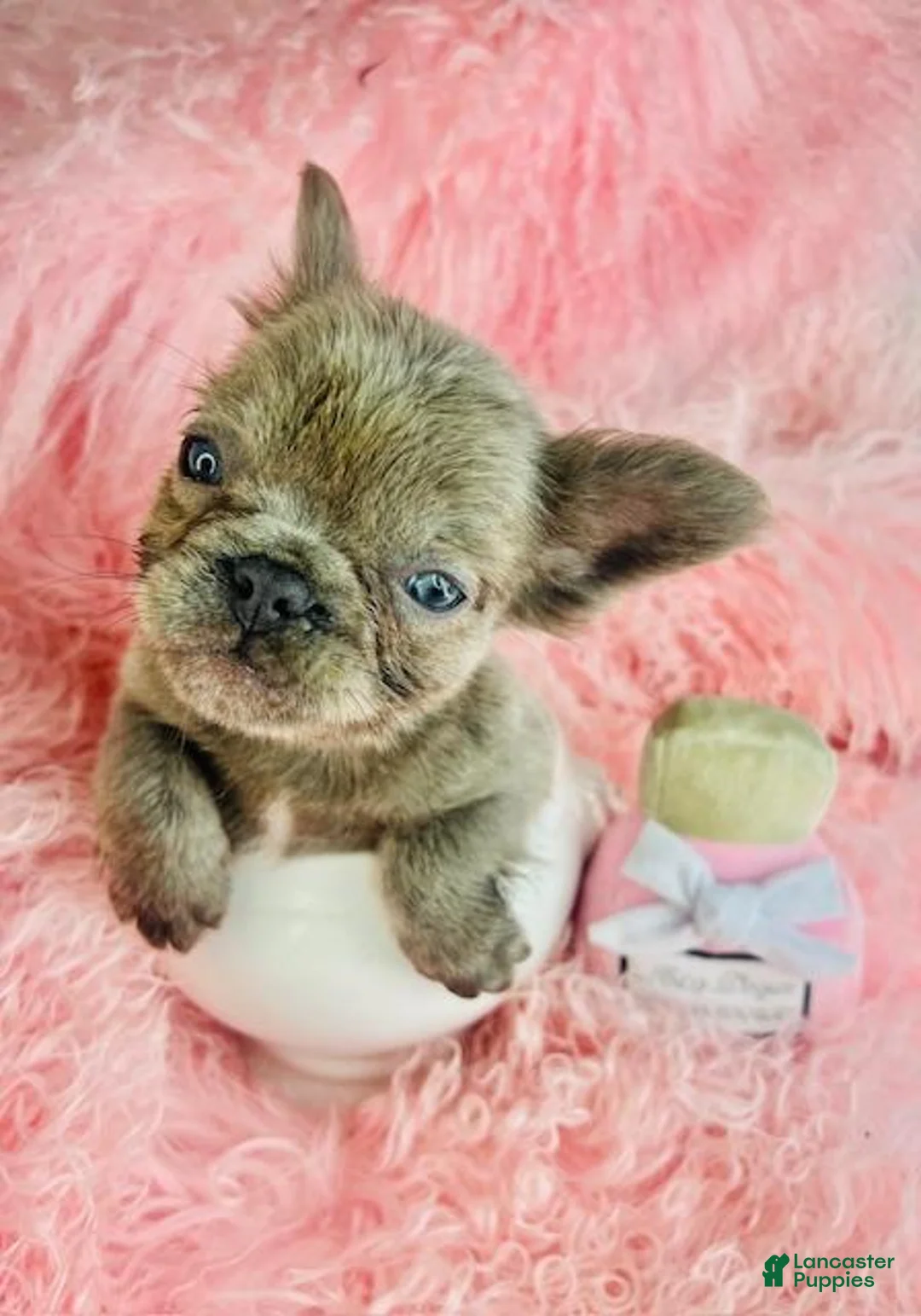 French Bulldog dogs for sale: French Bulldog Puppy 1 - Ad 1