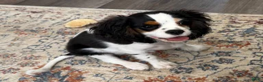 Cavalier King Charles Spaniel