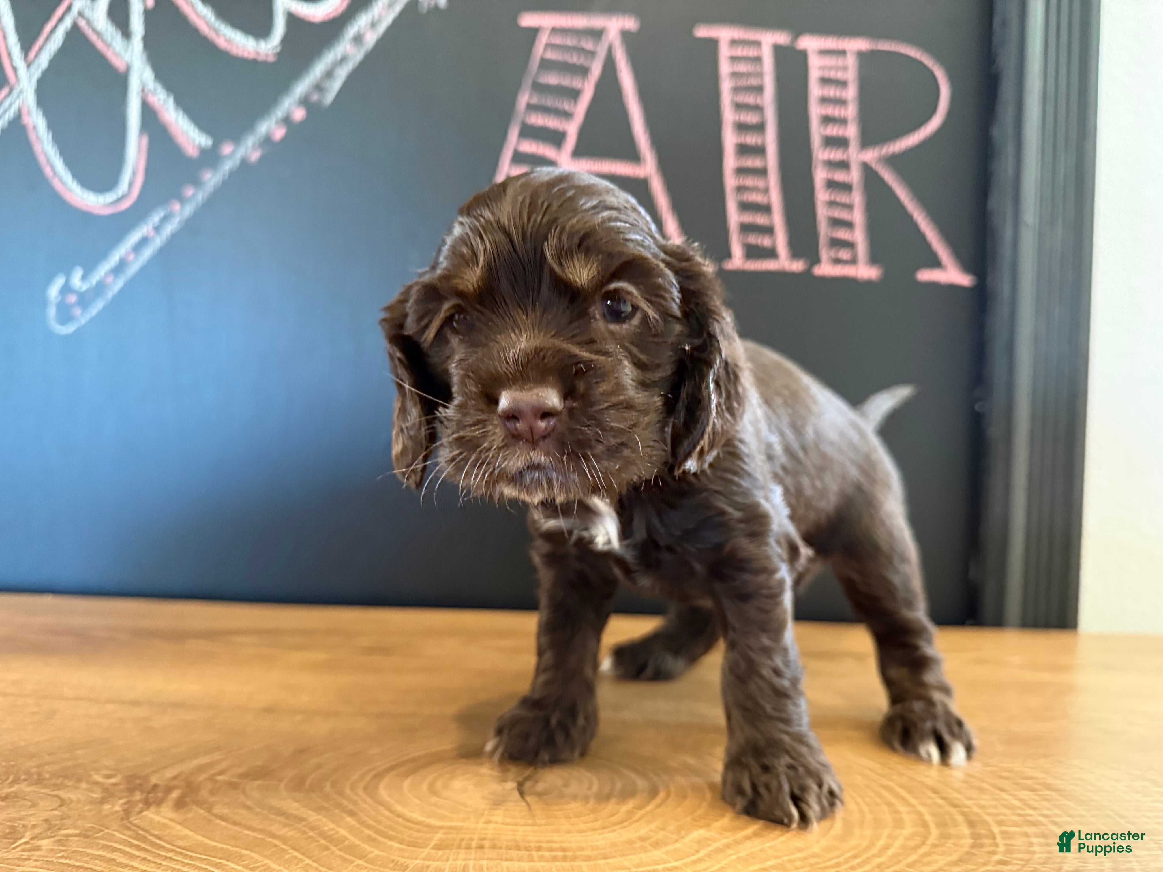 Cocker Spaniel dogs Bailey  - Ad 1