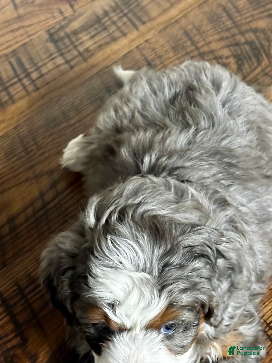 Mini Bernedoodle dogs for sale: Harper Mini Bernedoodle Puppy 5 - Ad 11