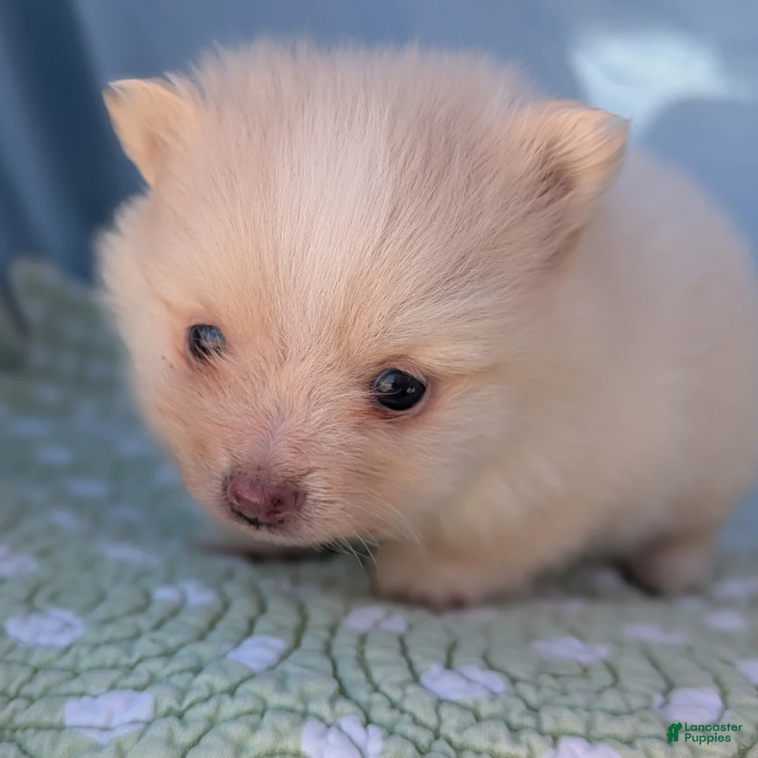 Pomeranian dogs for sale: Trinket - Ad 9