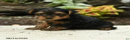 Yorkshire Terrier dogs for sale: Corry - Ad 2