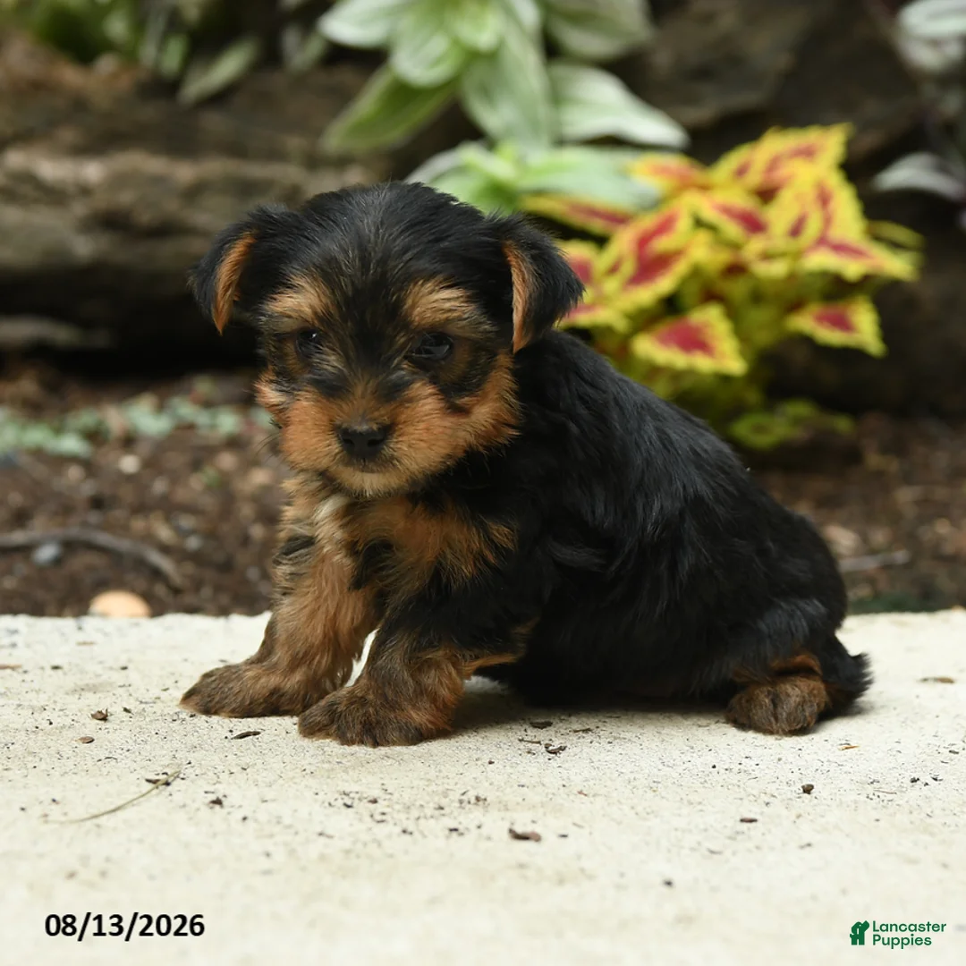 Yorkshire Terrier dogs for sale: Corry - Ad 2