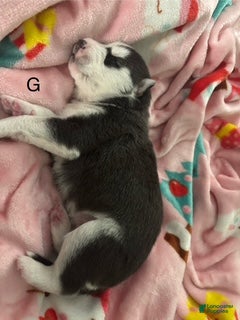 Siberian Husky dogs Siberian Husky Puppy 2 - Ad 2