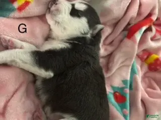 Siberian Husky dogs Siberian Husky Puppy 2 - Ad 2