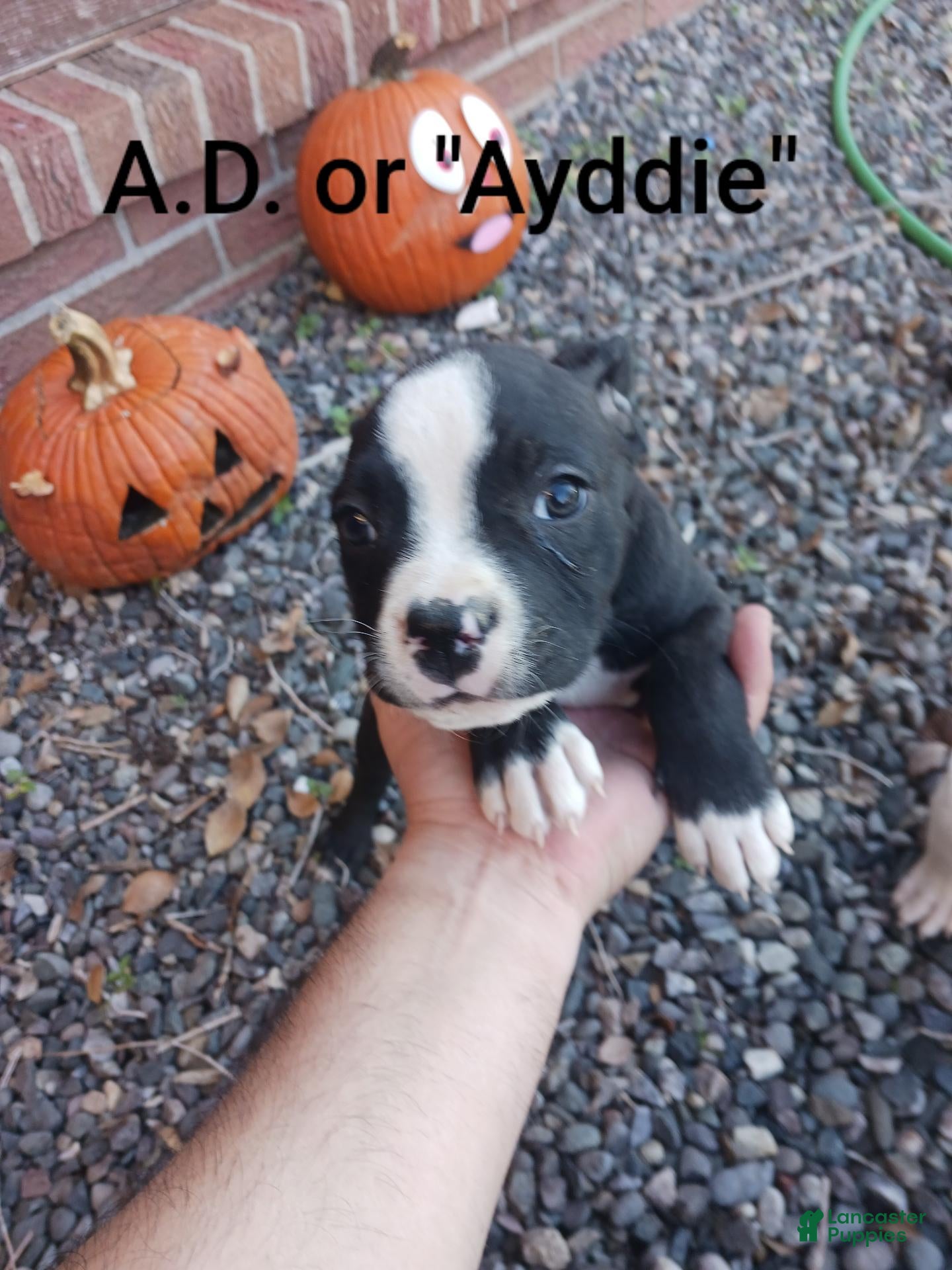 Mixed Breed dogs for sale: A.D. " Ayddie"  - Ad 38