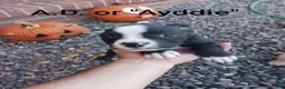 Mixed Breed dogs for sale: A.D. " Ayddie"  - Ad 1