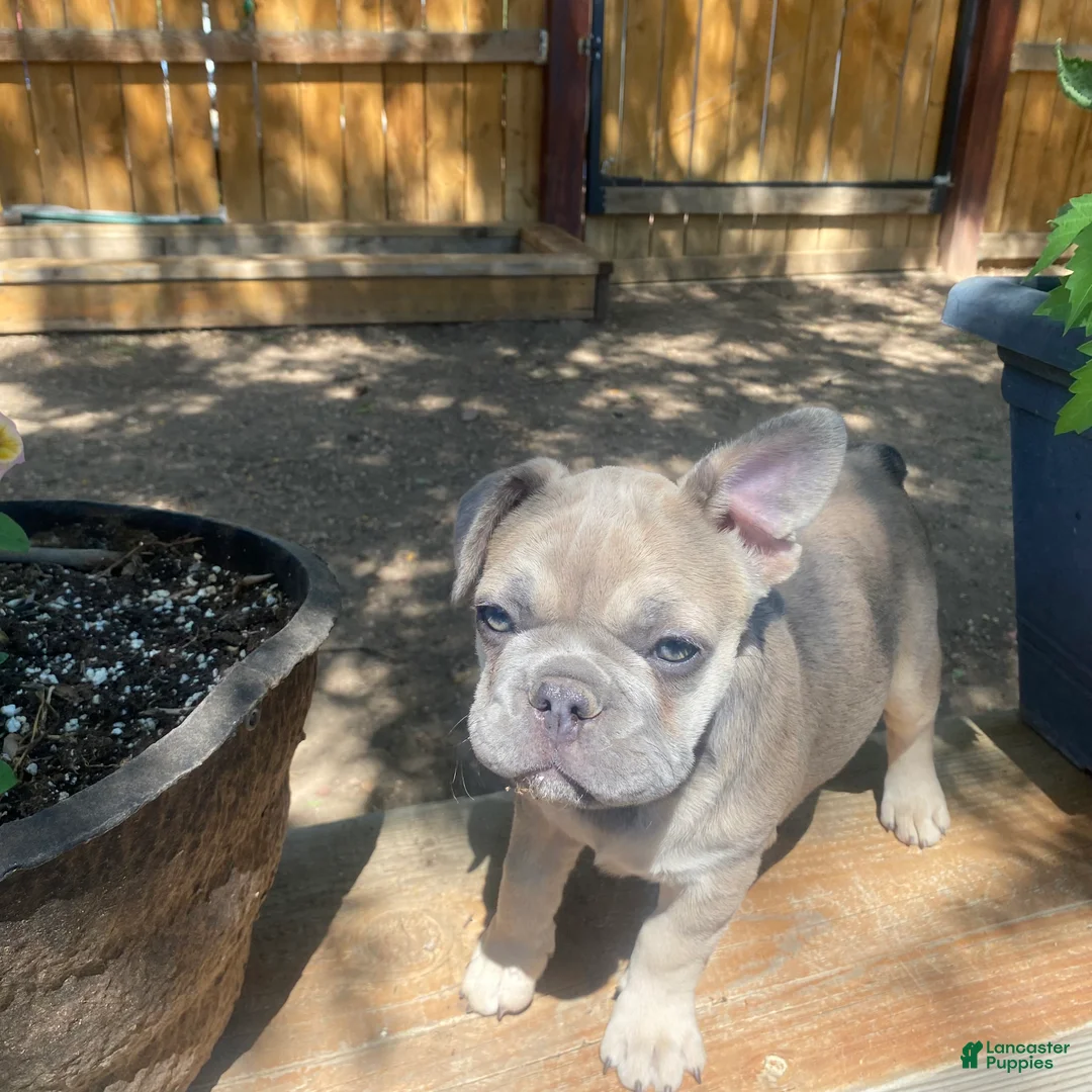 French Bulldog dogs for sale: Frijol - Ad 1