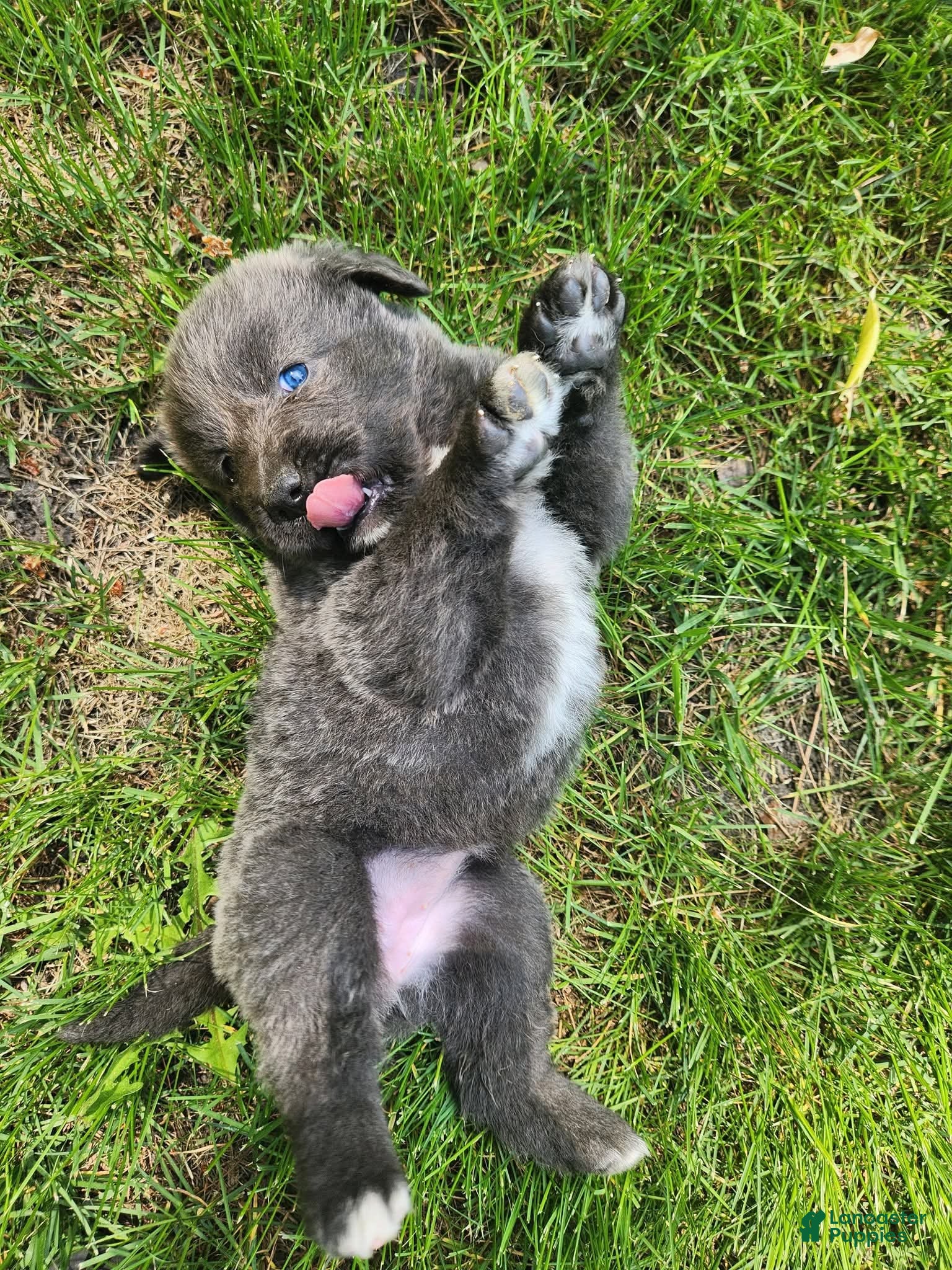 Tibetan Mastiff dogs Misty - Ad 1