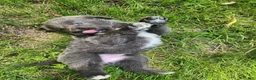 Tibetan Mastiff dogs for sale: Misty - Ad 1