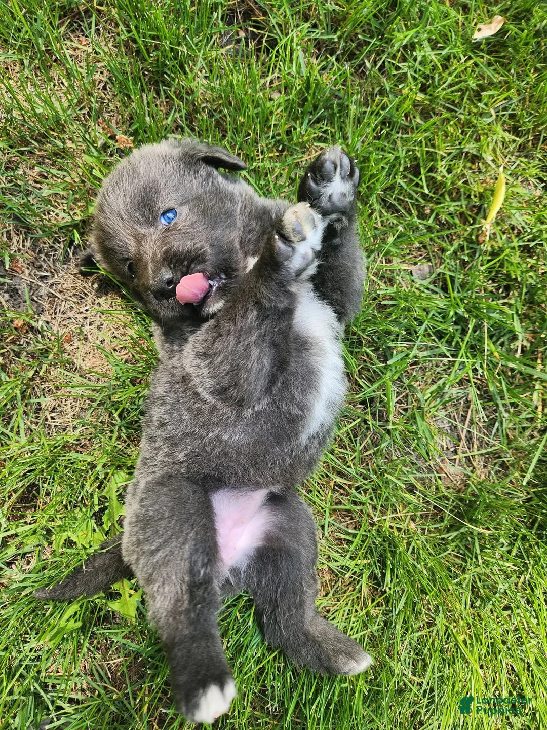 Tibetan Mastiff dogs for sale: Misty - Ad 1