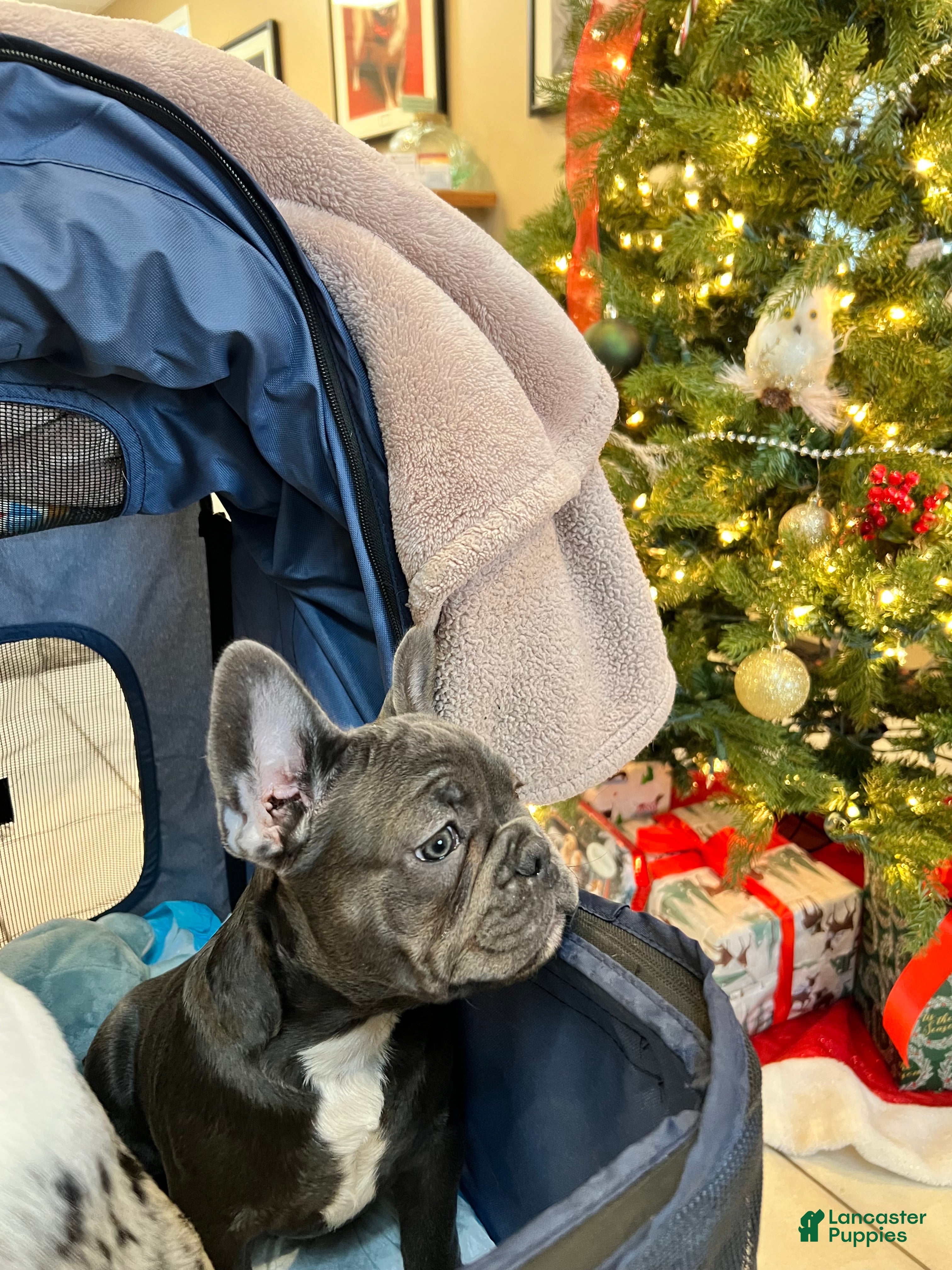 French Bulldog dogs MISO - Ad 9