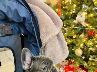 French Bulldog dogs MISO - Ad 8