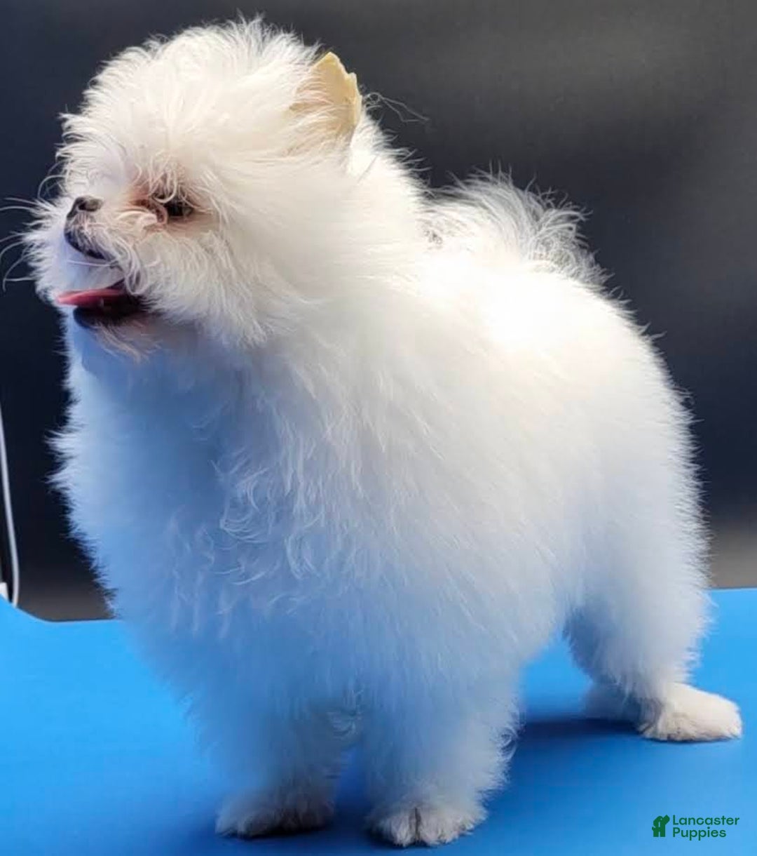 Pomeranian dogs for sale: Casper - Ad 6
