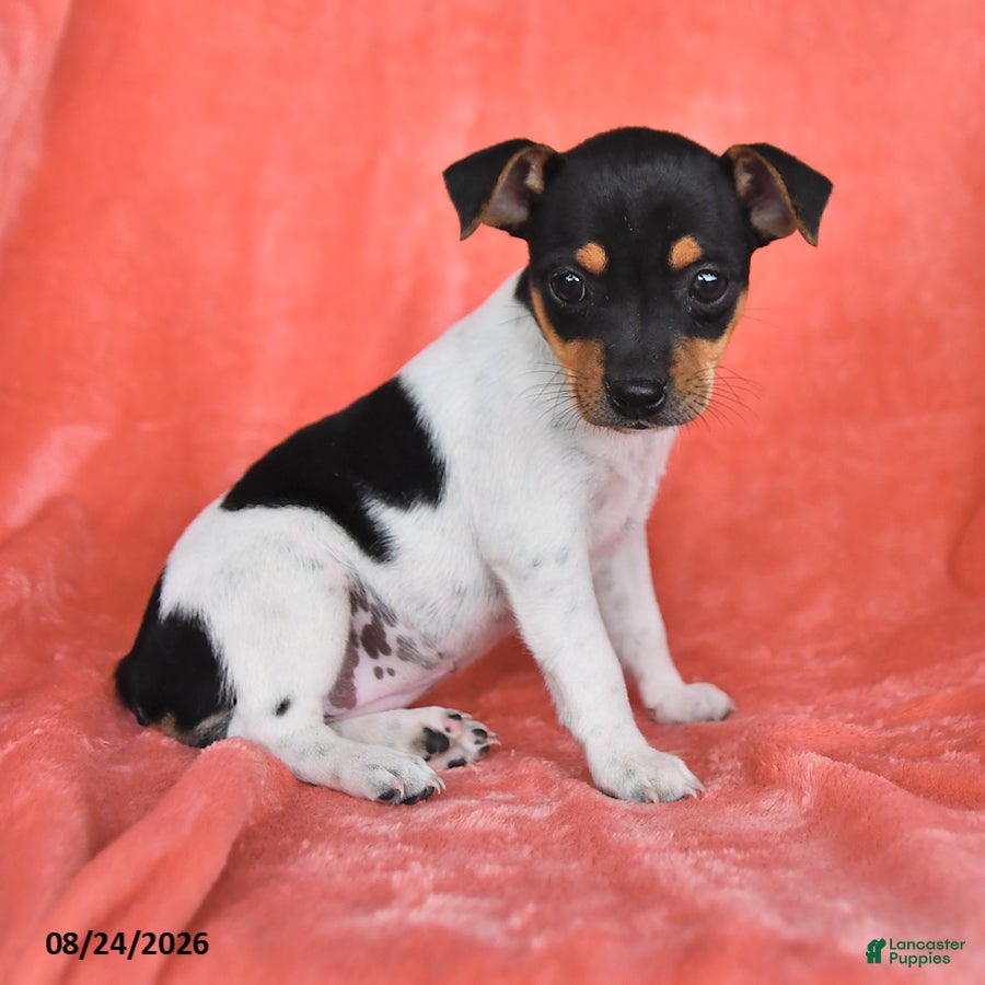 Rat Terrier dogs Fiona - Ad 2