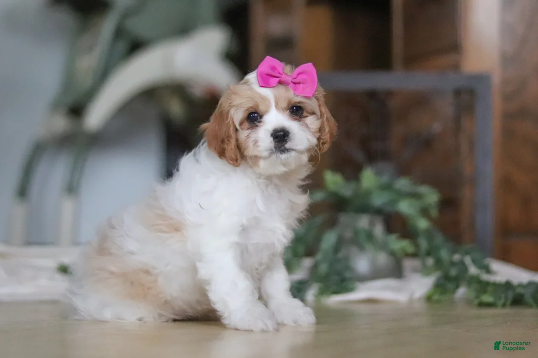 Cavapoo dogs for sale: Piper - Ad 3