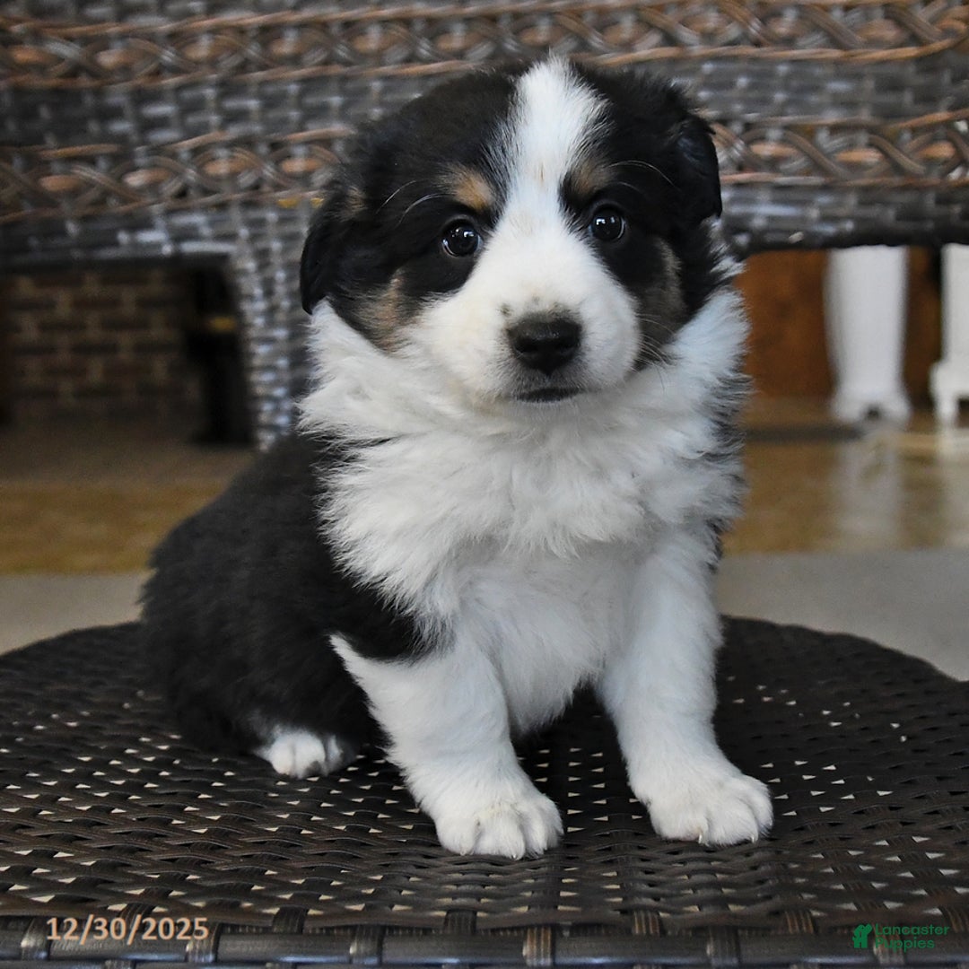 Miniature Australian Shepherd dogs for sale: Daisy - Ad 4