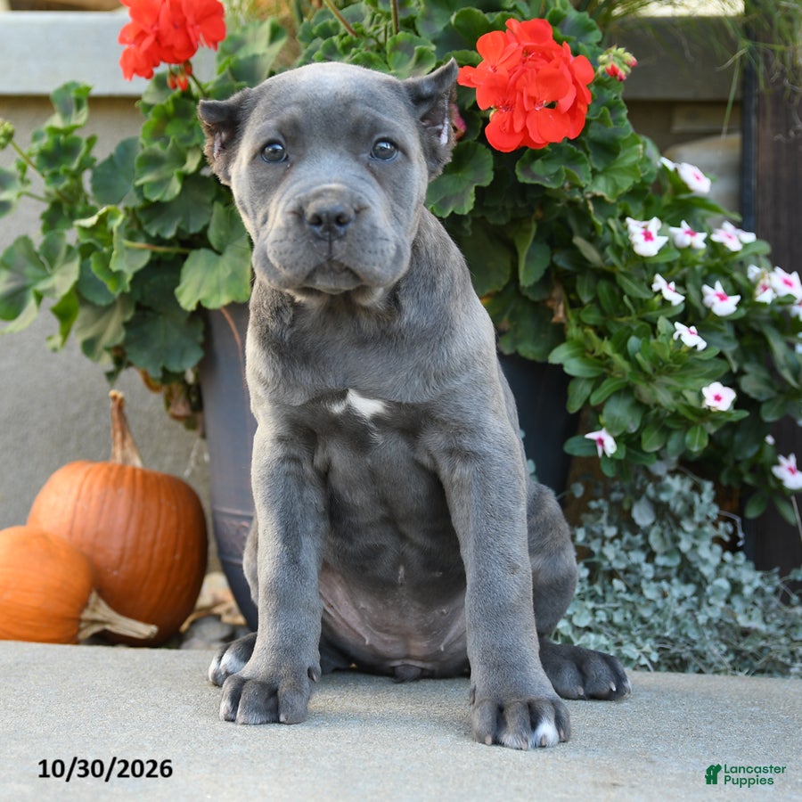 Cane Corso dogs for sale: Tempest - Ad 1