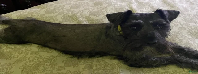 Charlie