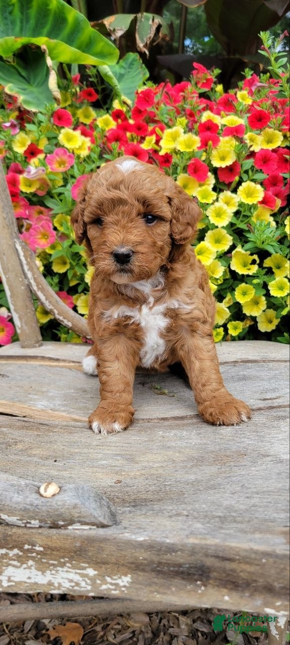 Mini Goldendoodle dogs Daisy - Ad 2