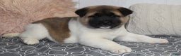 Akita dogs for sale: Dolley - Ad 7