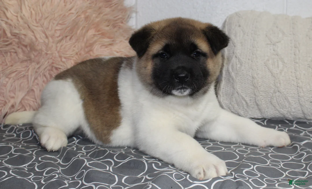 Akita dogs for sale: Ranger - Ad 8