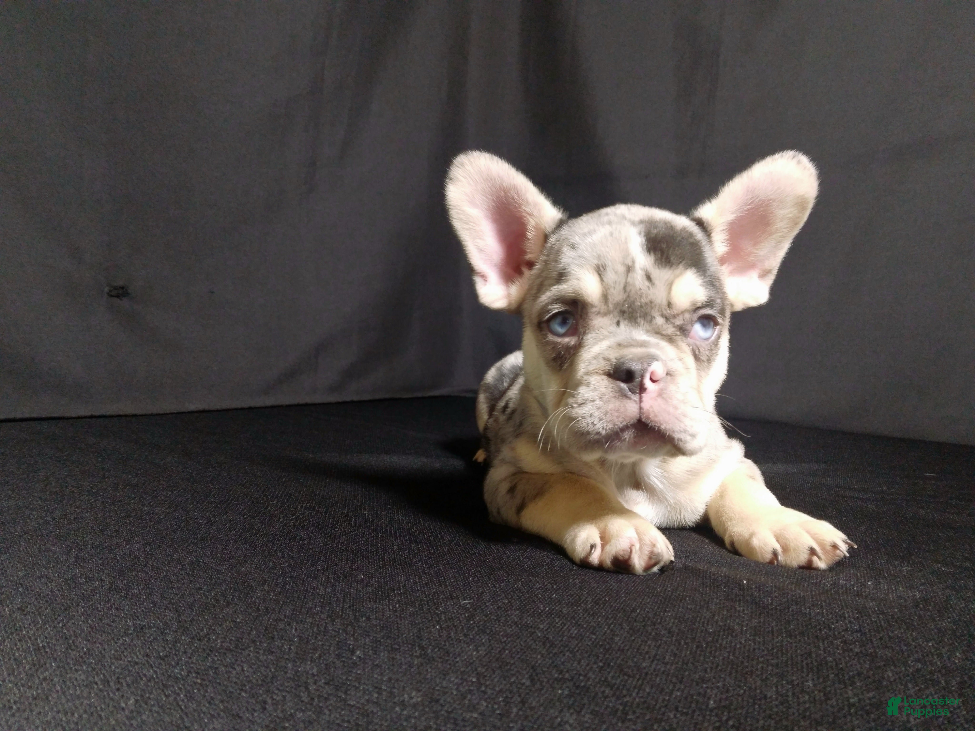 French Bulldog dogs Dewey - Ad 26