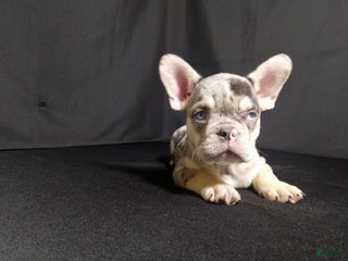 French Bulldog dogs Dewey - Ad 37