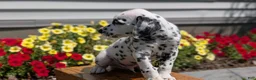Dalmatian dogs for sale: Rusty - Ad 8