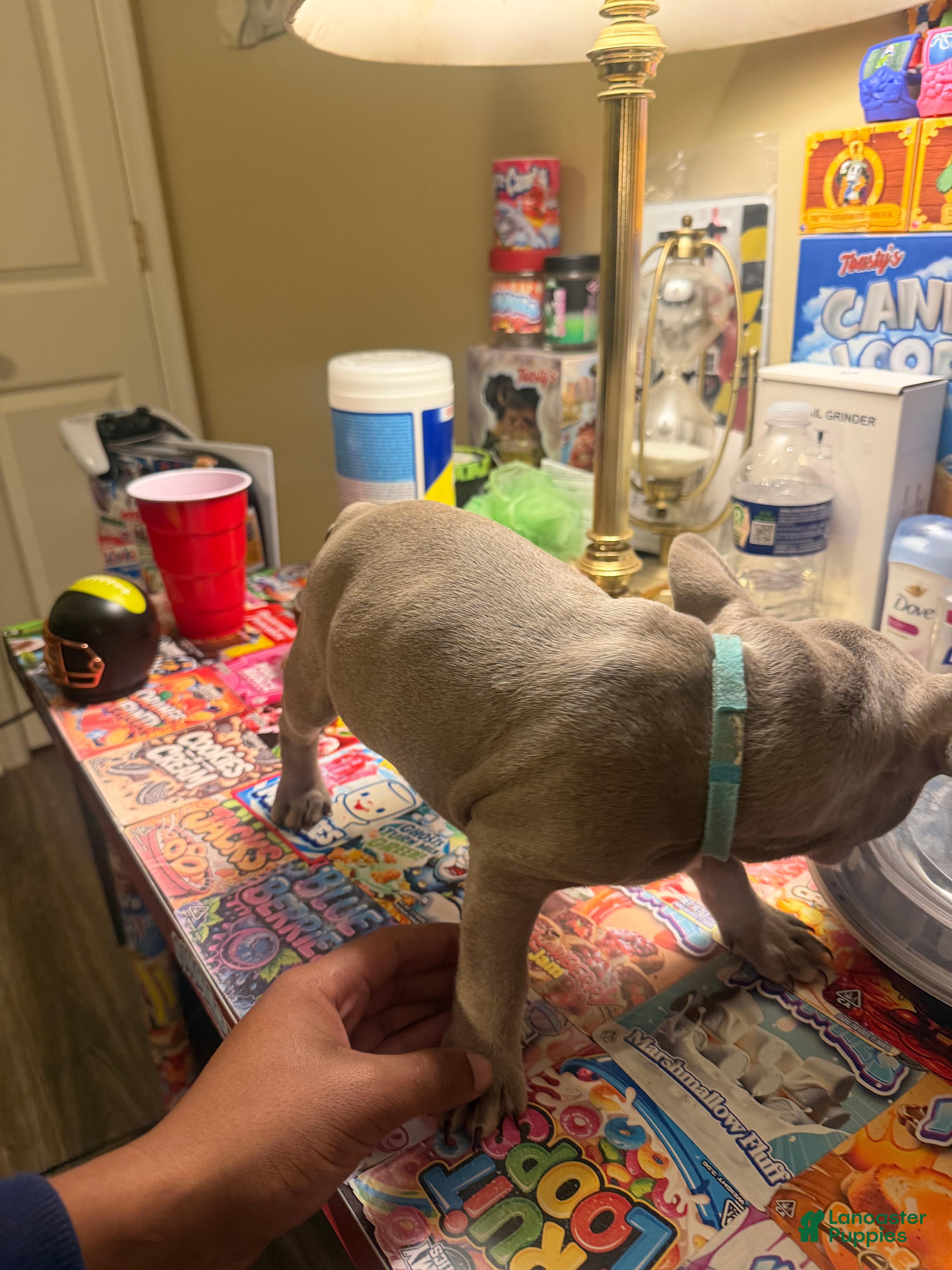 French Bulldog dogs for sale: French Bulldog Isabella Male Puppy  - Ad 2