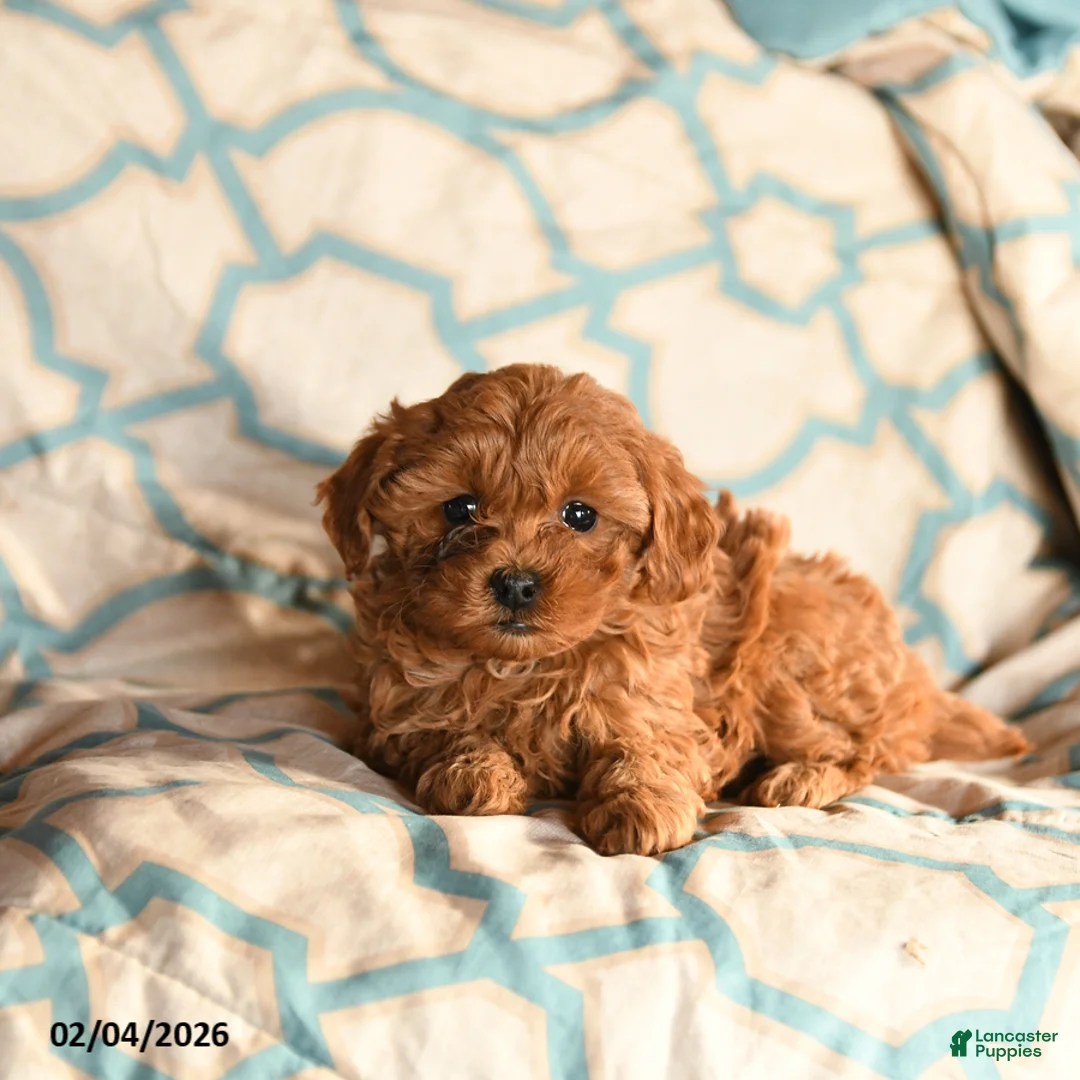 Cockapoo dogs for sale: Molly - Ad 3