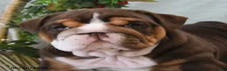 English Bulldog dogs for sale: Bonnie - Ad 4