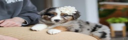 Miniature Australian Shepherd dogs for sale: Truffles - Ad 1