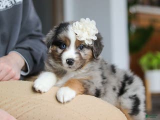 Miniature Australian Shepherd dogs Truffles - Ad 26