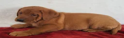 Labrador Retriever dogs for sale: Rowan - Ad 5