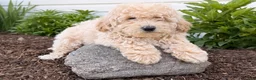 Bichpoo dogs for sale: Melodie  - Ad 4