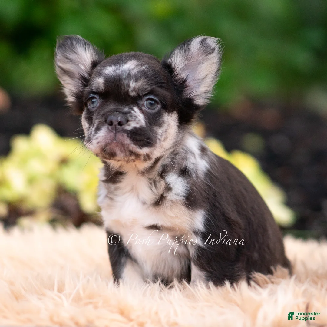 French Bulldog dogs for sale: Boba - Ad 2