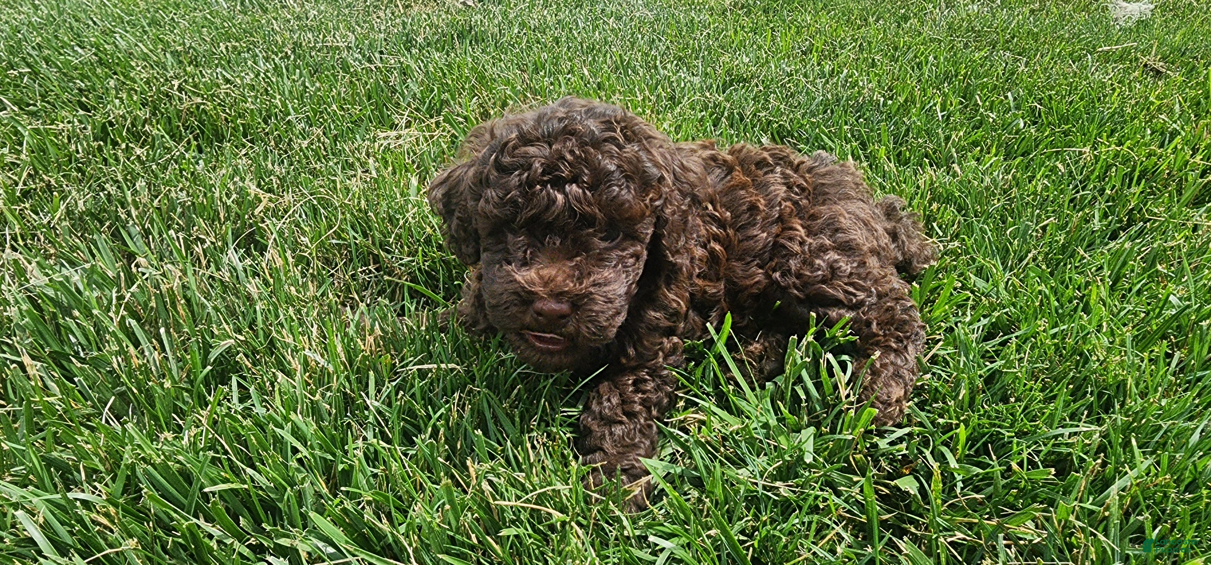 Mini Goldendoodle dogs Kane - Ad 18