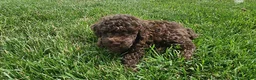Mini Goldendoodle dogs for sale: Kane - Ad 1