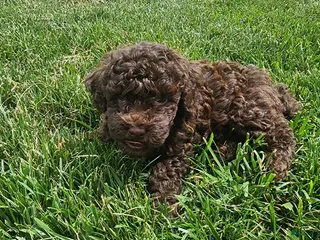 Mini Goldendoodle dogs Kane - Ad 10