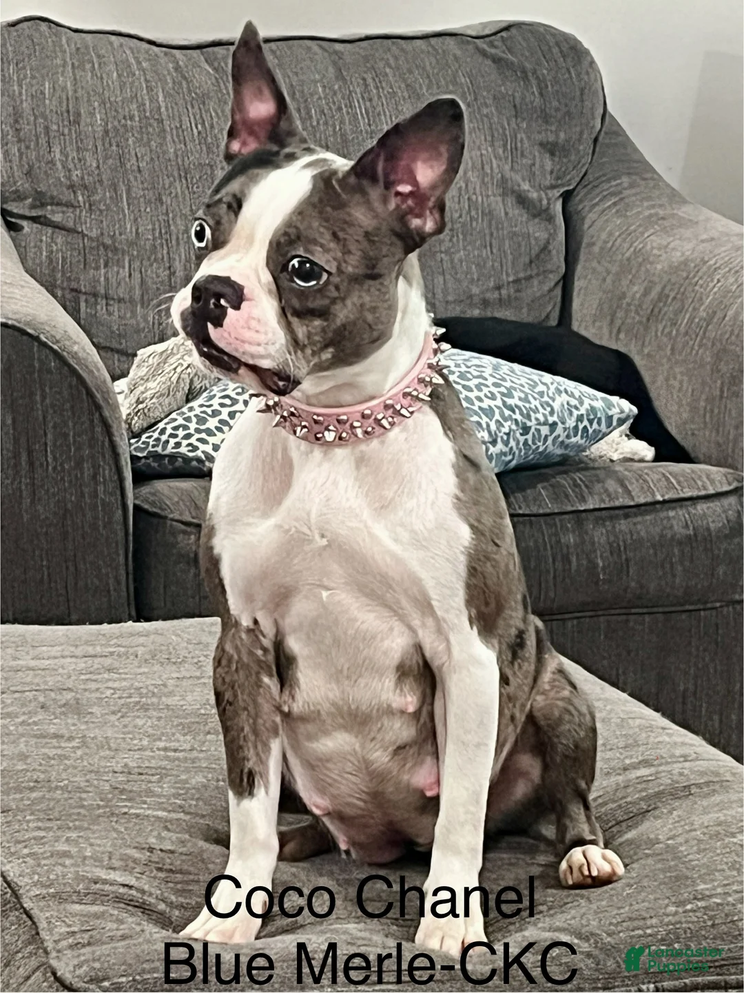 Boston Terrier dogs for sale: Oreo (CKC)  - Ad 9