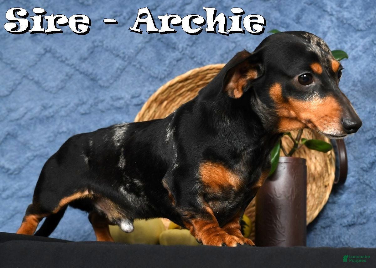 Archie