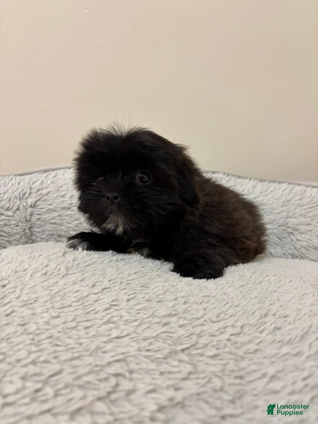 Shih Tzu dogs for sale: Lizzy  - Ad 2