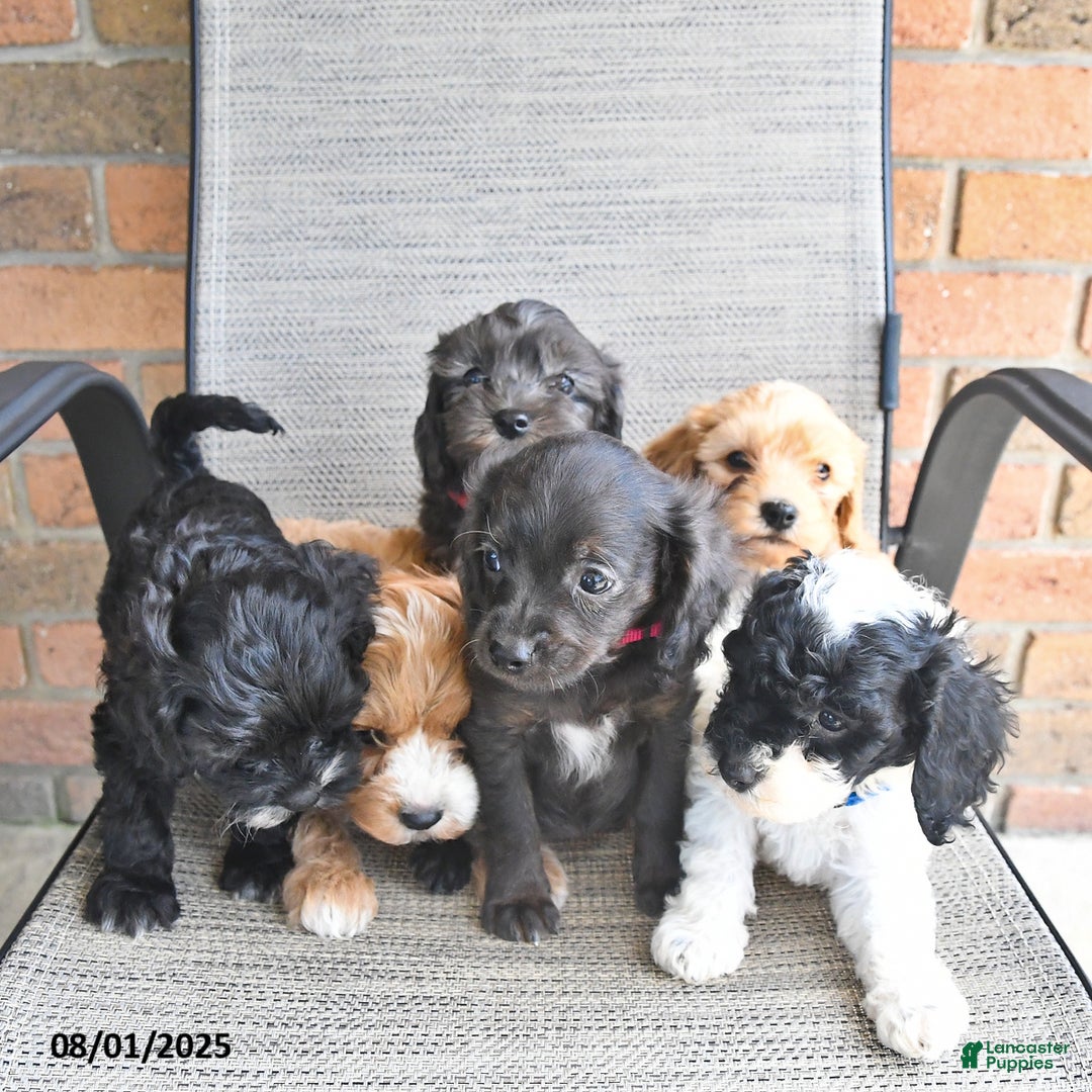 Cavapoo dogs for sale: Tonia - Ad 6